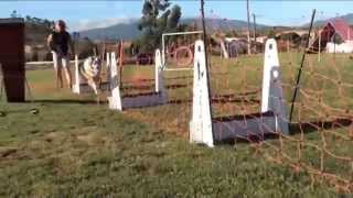 Flyball Training - Beginners at Alldogs/Algarve