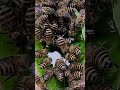 Bees Savoring Honey Drops on Green Leaf