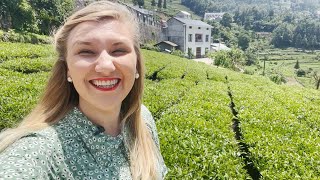 A Taste Of Tea From Qu Yuans Hometown Zigui