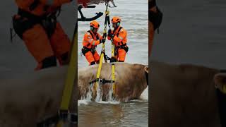 rescue a big cow from water by helicopter #helicopter