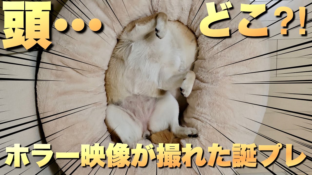 こたつが大好きな柴犬に、誕プレを渡したらホラーに寝る映像が撮れた