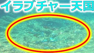 #116 イラブチャー天国 沖縄北部磯水中映像