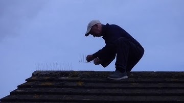 Seagull and pigeon deterrents that actually work.
