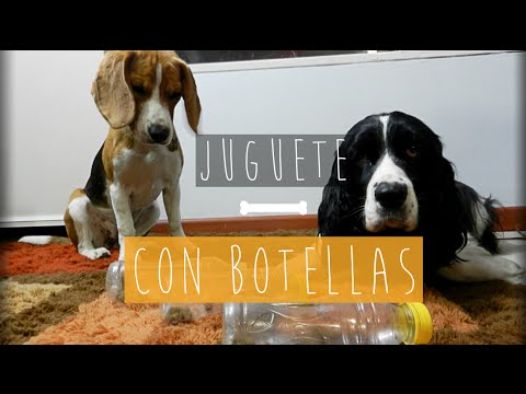 Video: Botella de agua hecha a mano juguetes para perros