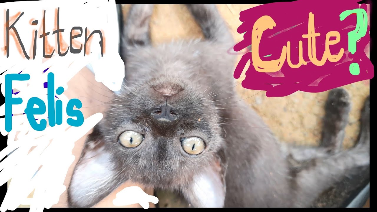Do Kittens Like Rats ? FELIS YouTube