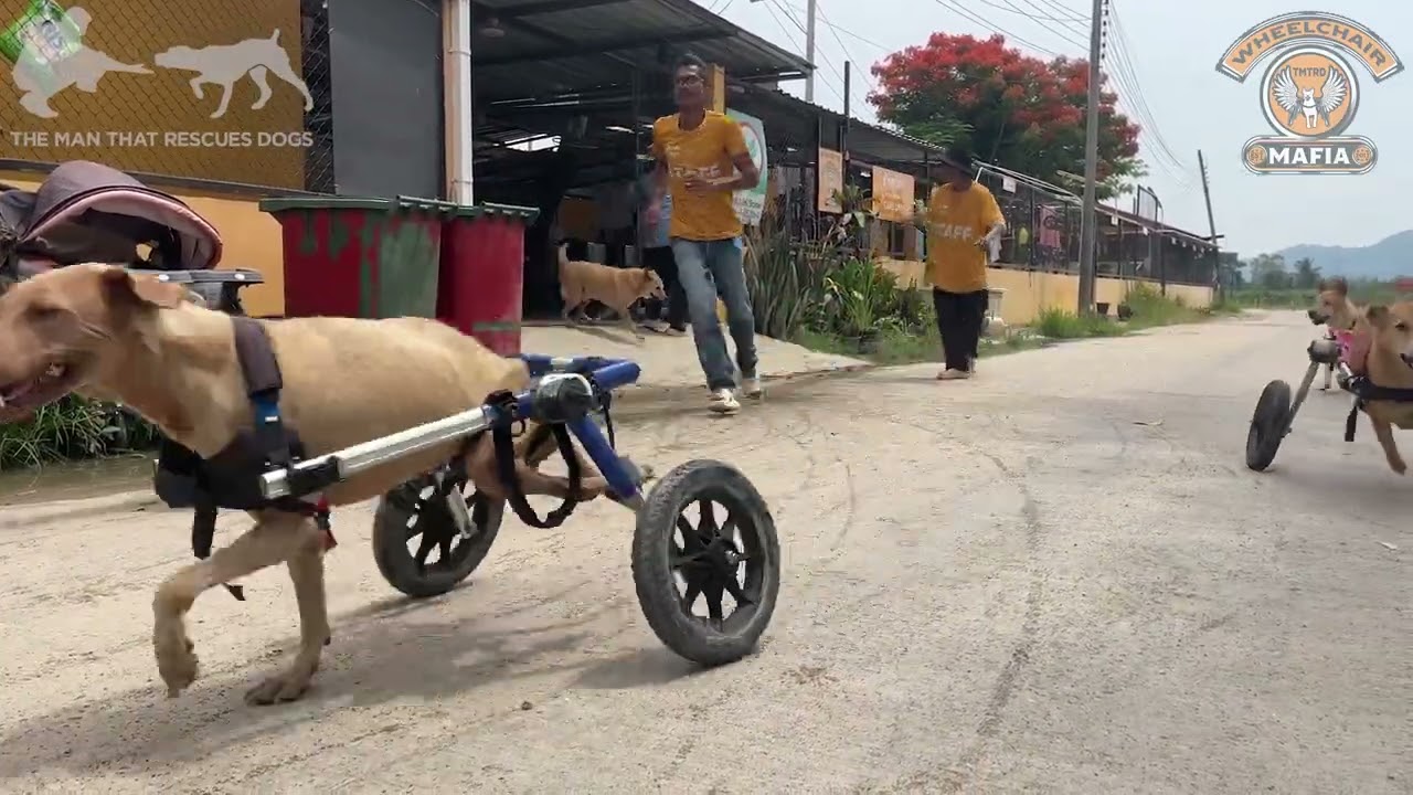 Michael Baines & The Wheelchair Mafia! 