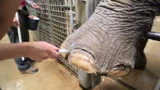 An Elephant-sized Spa Day