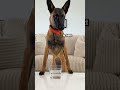 This got personal... @ChanelTheGermanShepherd