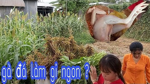 Được Bữa Cơm Ngon Từ Cậu Ba/Miền Tây Quê Em-AG Tập 326