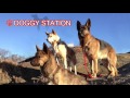 【犬の匂い嗅ぎ行動の意味とは。ほか】DOGGY STATION Vol.15 (愛犬と人との暮らしを考える番組)