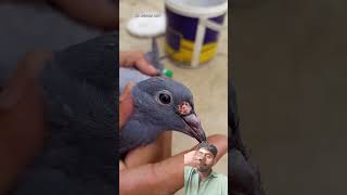 pigeons Ka makori Ka ilaj ho RHa Hy#pigeons#kabootar#kabutar#please support me 100k subscriber