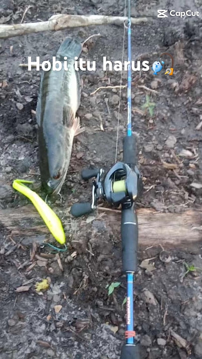 Download lagu jangan salah pasangan nanti tidak boleh mancing #mancing #fishing #casting #shorts