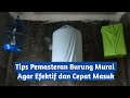 Cara Memaster Murai Batu Paling Efektif Mp3 - Mp4 Download