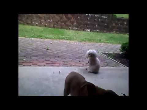 dude-wheres-my-dog?!