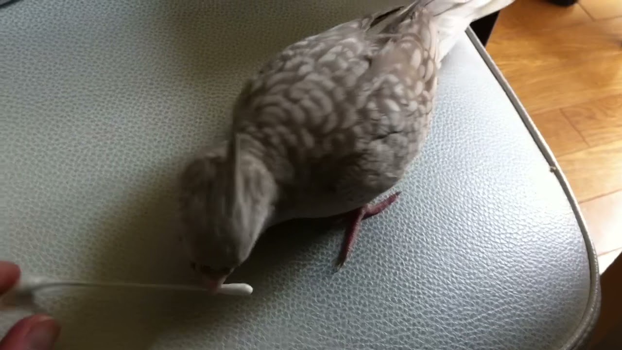 ぽこちゃんと綿棒　Poko & Cotton swab