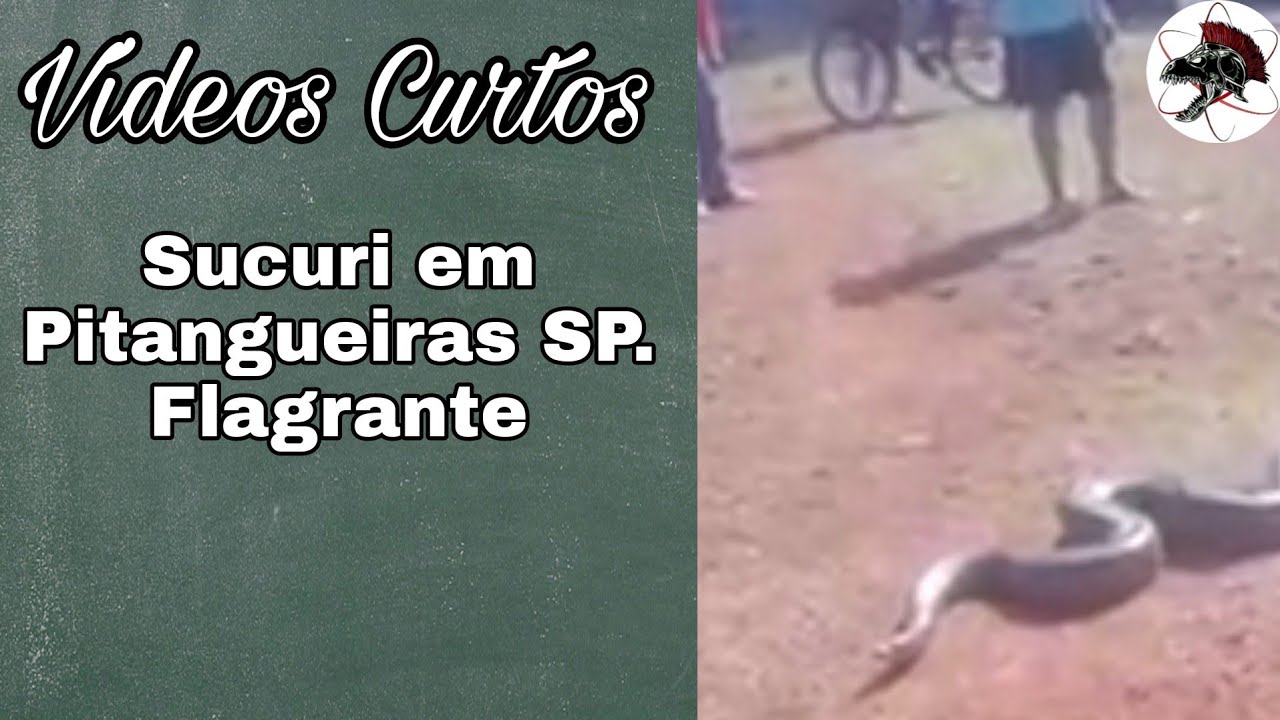 Sucuri em Pitangueiras SP | Shorts | Biólogo Henrique