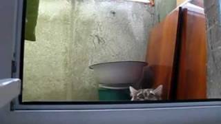 Inception Cat