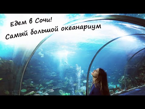 Океанариум в Сочи - цены, советы, экскурсия! / Oceanarium in Sochi / Sochi Discovery World Aquarium