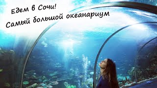 Океанариум в Сочи - цены, советы, экскурсия! / Oceanarium in Sochi / Sochi Discovery World Aquarium