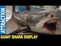 A giant shark display at a shopping mall entertainment decoration  jarek in clearwater florida usa
