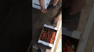 Грузим свежий урожай #томатныйсок #производство #фабрика #organicfarming #кубанамаркет #аджика