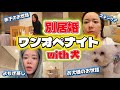 【犬帰還!!】別居婚ワンオペナイトwith犬!!