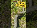 Filiz kıran ile mücadele #garden #organikmeyve #tarım #gardening #bahçe