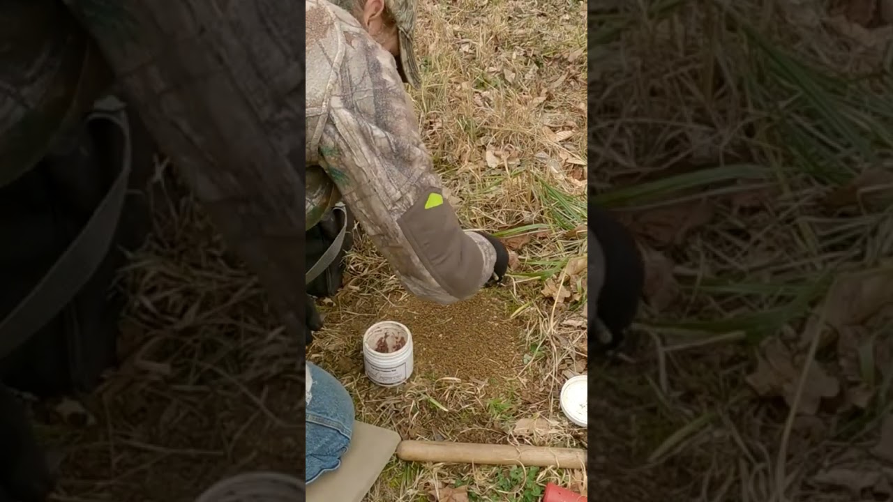 Baiting a Coyote Set! 