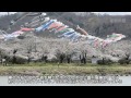 北上展勝地 さくらまつり