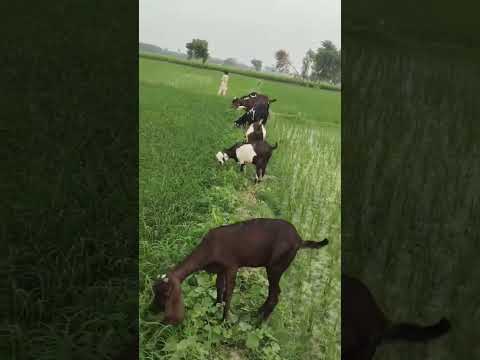 Nagari Beetle Female Top Quality Female Animals Viral Trending Goatfarming Short Video MiAn TaNveeR