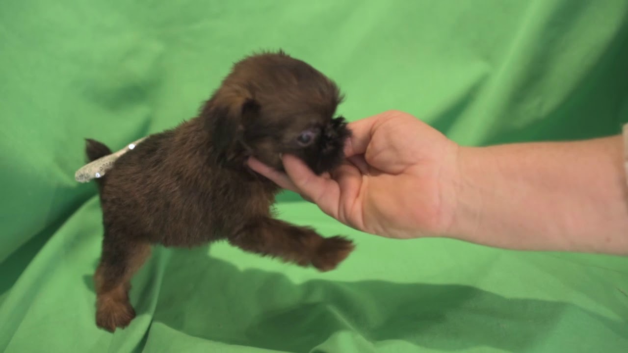 brussels griffon mix puppies for sale
