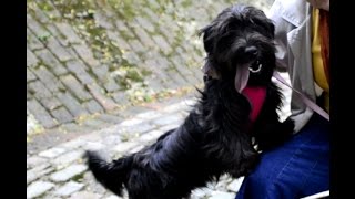 Skye Terriers in park by Katherine Alexander 1,238 views 8 years ago 47 seconds