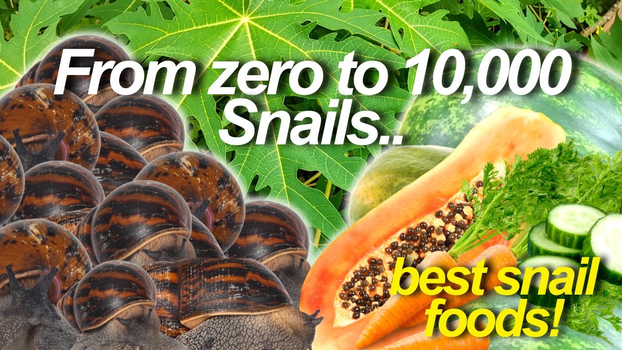 Best food for snail rapid growth #snail farming