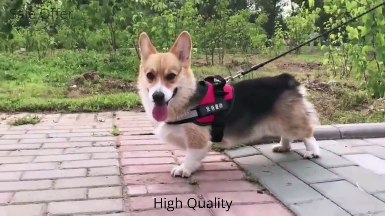 🔥 Dog Harness For Small Large Dog  With Patch