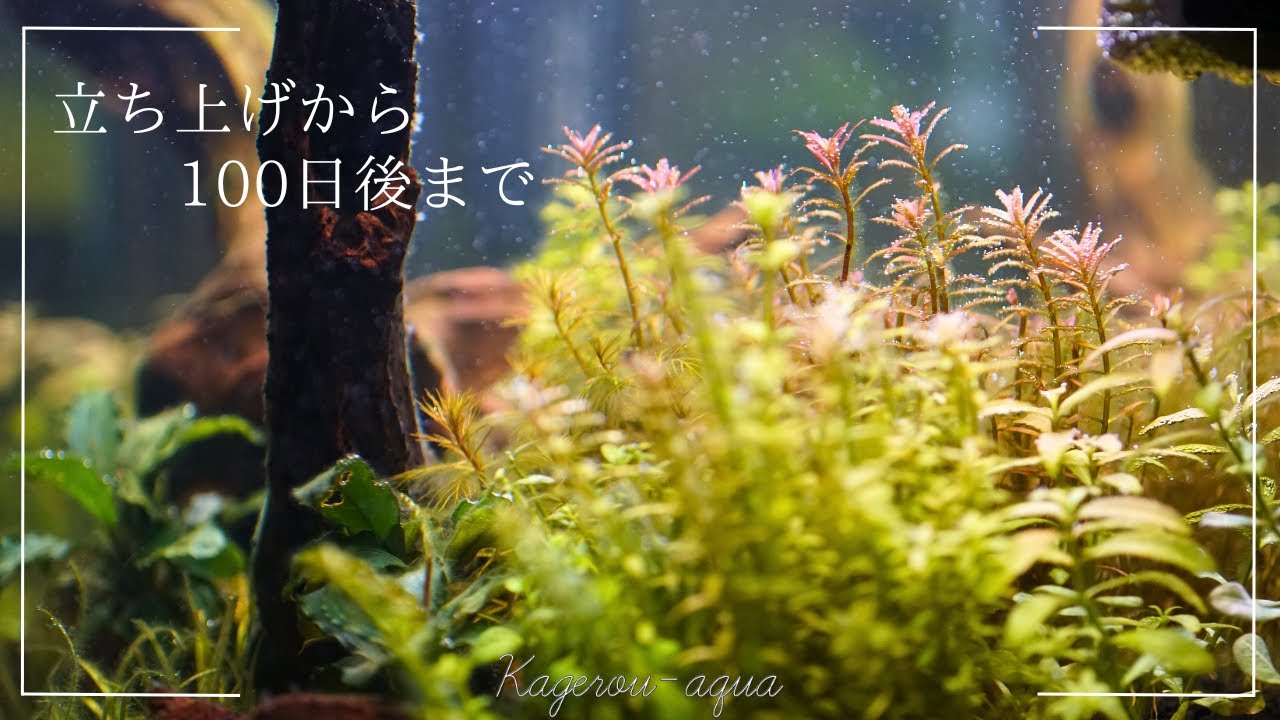 60cm水草レイアウト水槽 立ち上げから100日後   まさかの悲惨なことに...