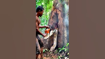 Dangerous Tree Cutting: Snake Found Inside the Trunk#woodworking #wood