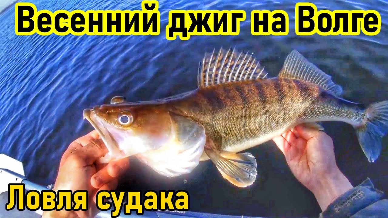 ВЕСЕННЯЯ ЛОВЛЯ СУДАКА НА ДЖИГ/РЫБАЛКА НА ВОЛГЕ/ЛОВЛЯ НА СПИННИНГ/СУДАК/ВЕСЕННЯЯ РЫБАЛКА/РЫБАК 87