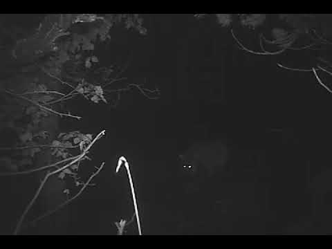 დათვი თუშეთის ეროვნულ პარკში | Bear at Tusheti National Park