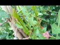 Lawsonia inermis/hina/henna tree/mignonette tree/Egyptian privet,mehandi tree/മൈലാഞ്ചി ചെടി