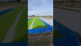 sawah majalengka, lagi durung tandur