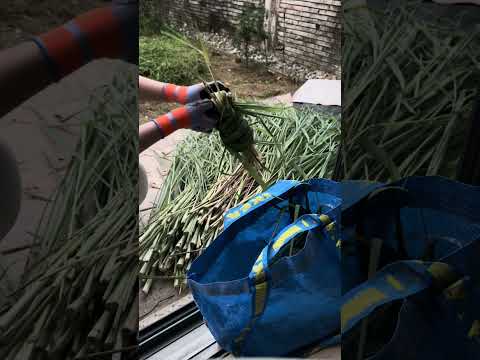 Garden Grass cutting and Harvesting Lemon grass, cleaning for todays video
