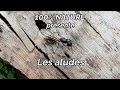 Les aludes appts des piges  grives et petits oiseaux