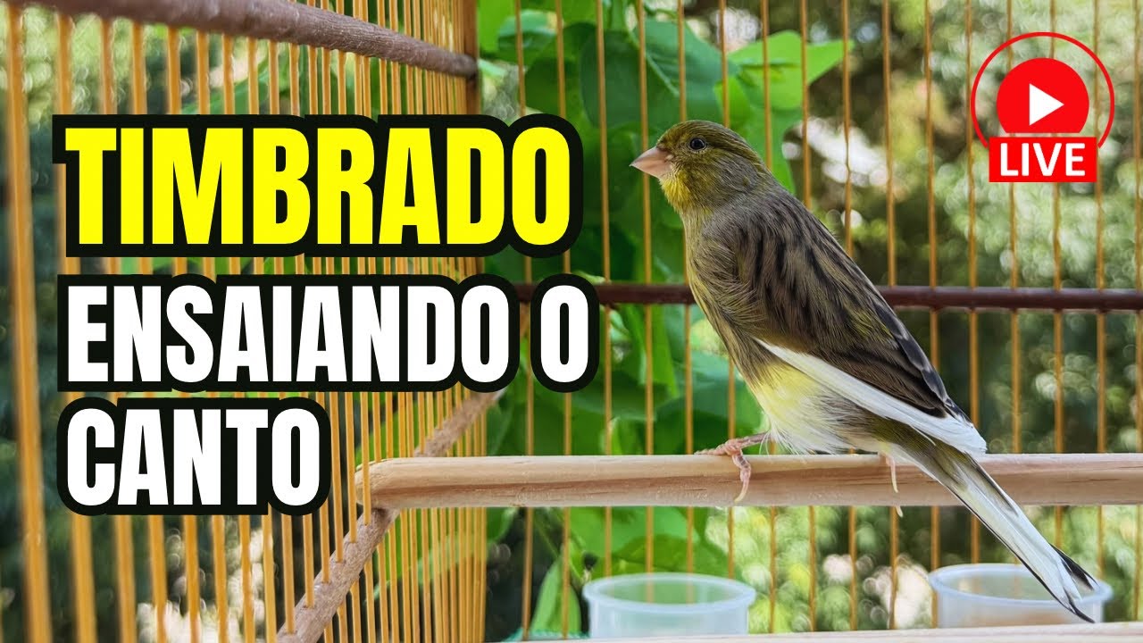 Alpha (001/2025) canário TIMBRADO espanhol de 6 meses ensaiando o CANTO