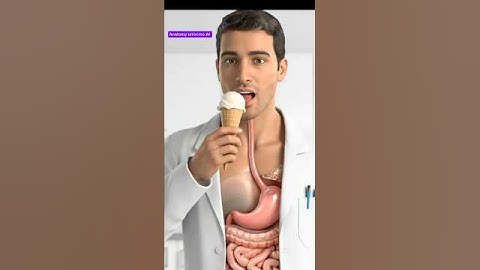 “What Happens When You Eat Ice Cream | 3D Animation”