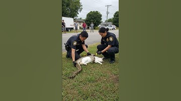 Race Against Time: Saving a Cat from a Python #wildliferescue #wildlife #animals