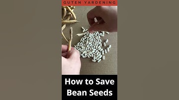 How to Save Bean Seeds for Next Year #shorts | Gardening 101 | Guten Yardening