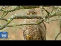 Sparrowhawk Documentary