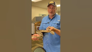 Prop Rattlesnake #shorts