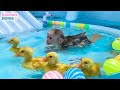 BiBi monkey and ducklings swim in the pool so funny