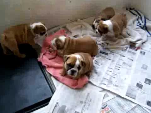 old english bulldog for adoption